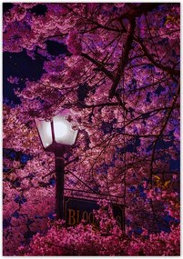 Poszterek 70x100 Mély éjszaka Lámpa Virágok