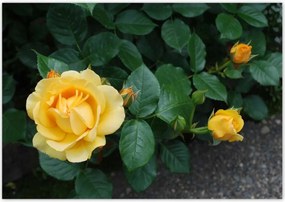 Poszterek 100x70 Sárga rózsa