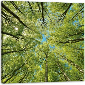 Vászonkép Levelek Fák Zöld Nap Ég 90X90 cm