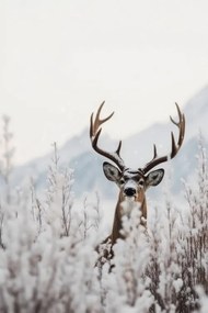 Fotográfia Curious Deer, Treechild