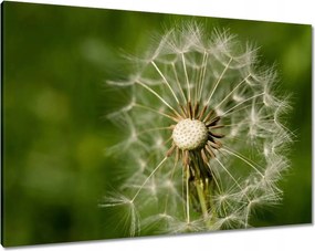 Vászonkép 100x70 Pitypang Virág Virágok