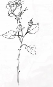 Poszter 64x90cm Rózsa kontúr