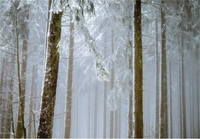 Flizelin fotótapéta Téli erdő havas fa tájban 254x184 +ragasztó