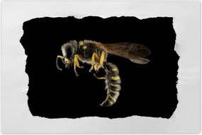 Poszterek 90x60 Darázs