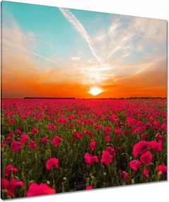 Vászonkép 90x90 Rózsaszín pipacsok Naplemente