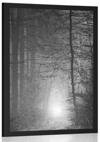 Poszter fény az erdőben fekete fehérben