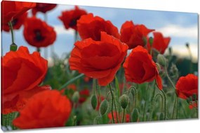 Vászonkép 120x70 Mezei pipacsok az égbolt hátterében