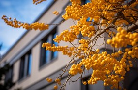 Poszter 86,4x56,8cm Arany bogyók