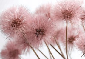 Fotótapéta Pitypang Rózsaszín Természet 3D Falra Hálószoba Nappali 400x280