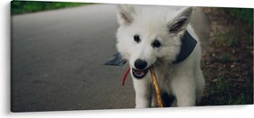 Egy fehér kutya képe (120x50 cm)