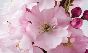 Sakura tavaszi virágzó flizelin fotótapéta otthonra 200x140 +ragasztó