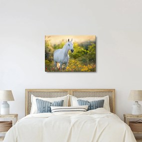Egy fehér ló képe a réten (70x50 cm)