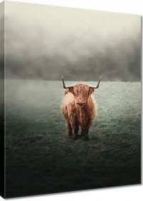 Vászonkép 30x40 Skót szőrös tehén