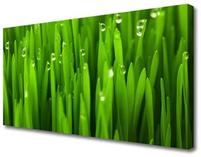 Vászonkép Grass Nature Plant 100x50 cm