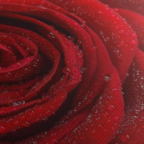 Kép - részlet a rózsáról (70x50 cm)