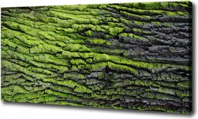 Canvas falikép Fa kéreg 120x60 cm