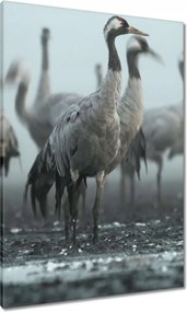 Vászonkép 70x100 Darvak a ködben