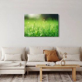 Kép - harmatos fű (90x60 cm)