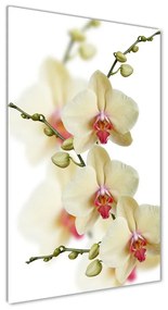 Egyedi üvegkép Orchidea osv-102443917