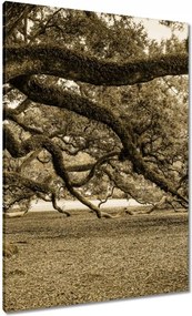 Vászonkép 70x100 Erőteljes tölgy