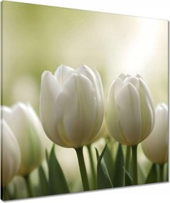 Vászonkép 70x70 Fehér tulipánok