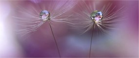 A cseppek képe a bolyhon (120x50 cm)
