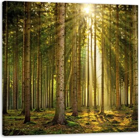 Vászonkép Erdő Fák Nap Természet Tavasz 80X80 cm