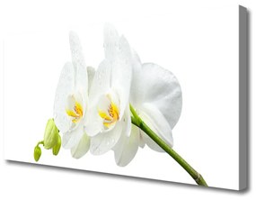 Vászonkép Fehér orchidea virág szirmai 125x50 cm