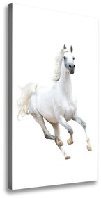 Vászonkép Fehér ló galopp ocv-99028092