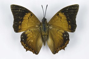 Poszter 30x20cm Pillangó fehér alapon 6, Assaf Frank