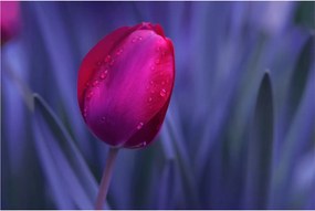 Tulipán bimbó képe (90x60 cm)