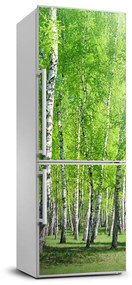 Matrica hűtőre Nyírfa erdő FridgeStick-70x190-f-155145245