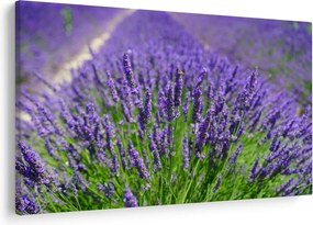 Kép - levandula (90x60 cm)