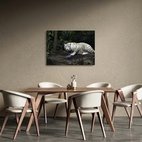 Kép - albínó tigris (üvegen) (70x50 cm)