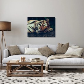 Kép - Szibériai tigris (üvegen) (70x50 cm)