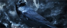 Kép - Holló (120x50 cm)
