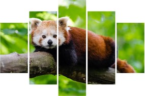 A vörös panda képe (150x105 cm)