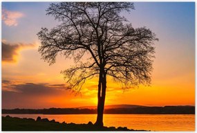 Poszterek 120x80 Fa naplemente
