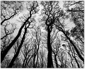 Poszterek 50x40 Erdő Fák Kilátás alulról