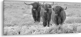 Kép - Skót tehenek, fekete-fehér (120x50 cm)