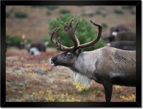 Poszterek keretben 40x30 Rénszarvas