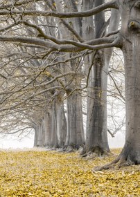 Poszter 42x59,4cm Fák egy sorban sárga levelek, Assaf Frank