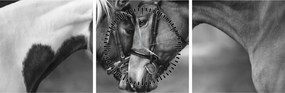 Kép - Szerelmes lovak, fekete-fehér (órával) (90x30 cm)