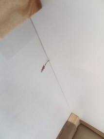 AKCIÓ Kinyitható U-alakú ülőgarnitúra VENORIA 285x146 cm, bézs + 2 párna INGYEN II. osztály