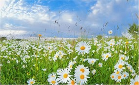 Flizelin tapéta Flizelin Fali Prémium Nyári rét 416x254 Ragasztó