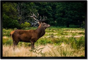 Poszter keretben 60x40 Óriás szarvas Tájkép