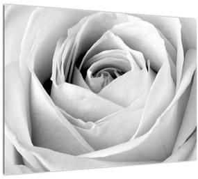 Kép - Rózsa virág részlete (üvegen) (70x50 cm)