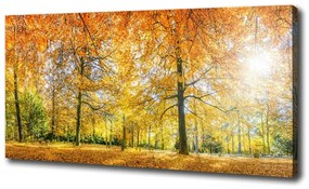 Vászon nyomtatás Erdő ősszel oc-70578437