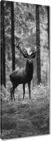 Vászonkép 40x100 Szarvas az erdőben B&amp;w