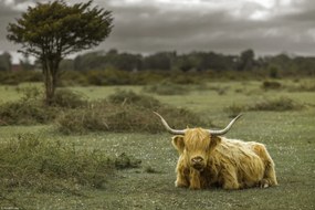 Poszter 30x20cm Tehén a faluban 2, Assaf Frank